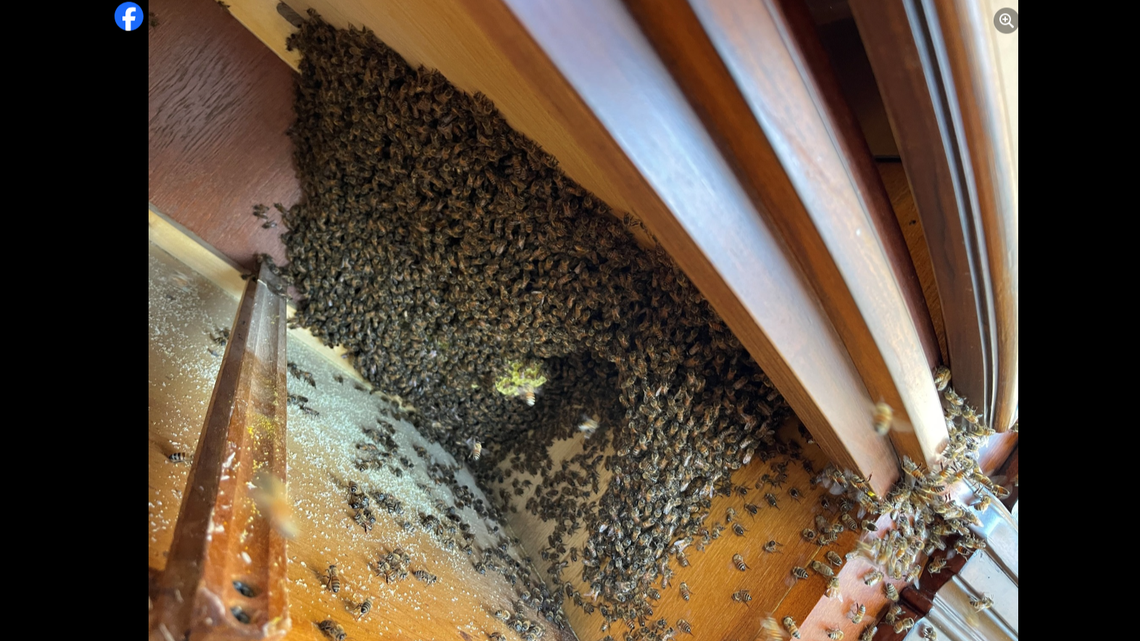 Inside a cabinet bound for the trash, more than 8,000 bees started a hive, a Florida sheriff’s office said.