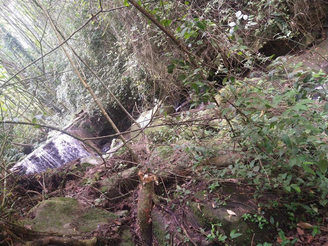 In a rural community in central Colombia, a spot of blue drew researchers attention to a new species.