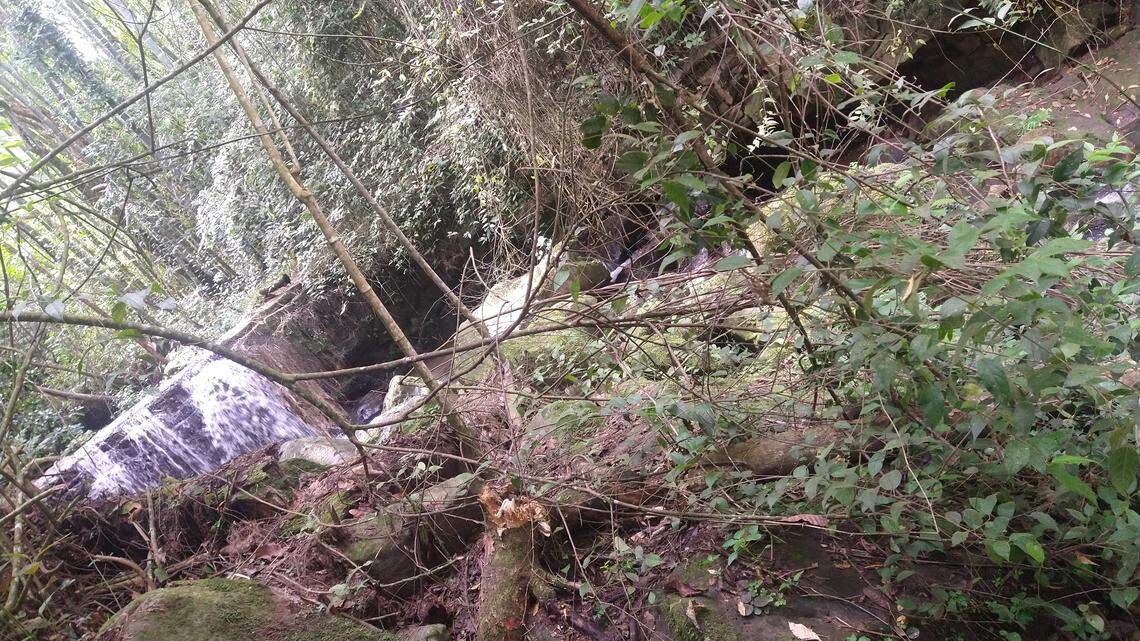 In a rural community in central Colombia, a spot of blue drew researchers attention to a new species.