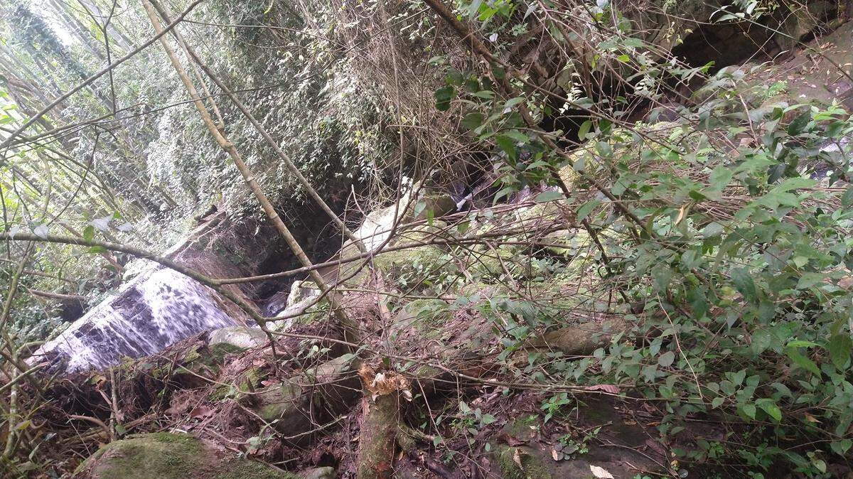 In a rural community in central Colombia, a spot of blue drew researchers attention to a new species.