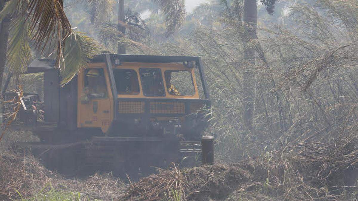 A Bombardier tracked Florida Forest Service vehicle drives in between coconut palm trees knocking out a brush fire at a farm on Southwest 112th Avenue and 268th Street Friday, March 3, 2023.