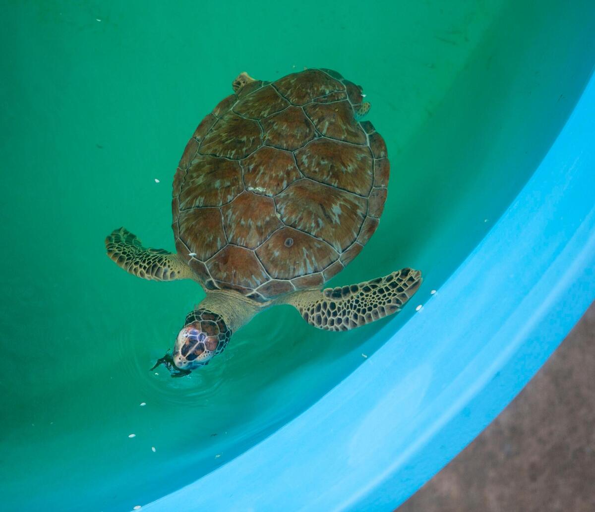 Sunny, a green sea turtle was brought in to the hospital after being hooked by fishermen, the turtle had already healed from an apparent shark attack in the rear flippers. Zoo Miami hosted a grand opening for its new turtle hospital on July 6, 2022.
