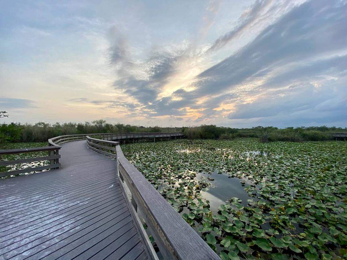 The Anhinga Trail at Everglades National Park.
