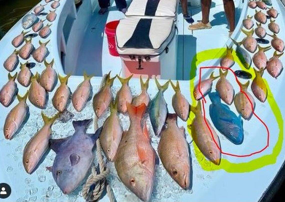 A Florida Keys charter fishing captain posted this photo on his Instagram account. The catch includes a blue parrotfish over 12 inches long.
