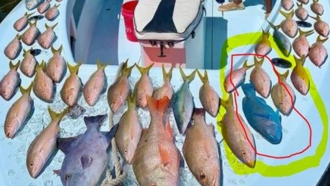 He posted photos of fish on Instagram. That caught police attention