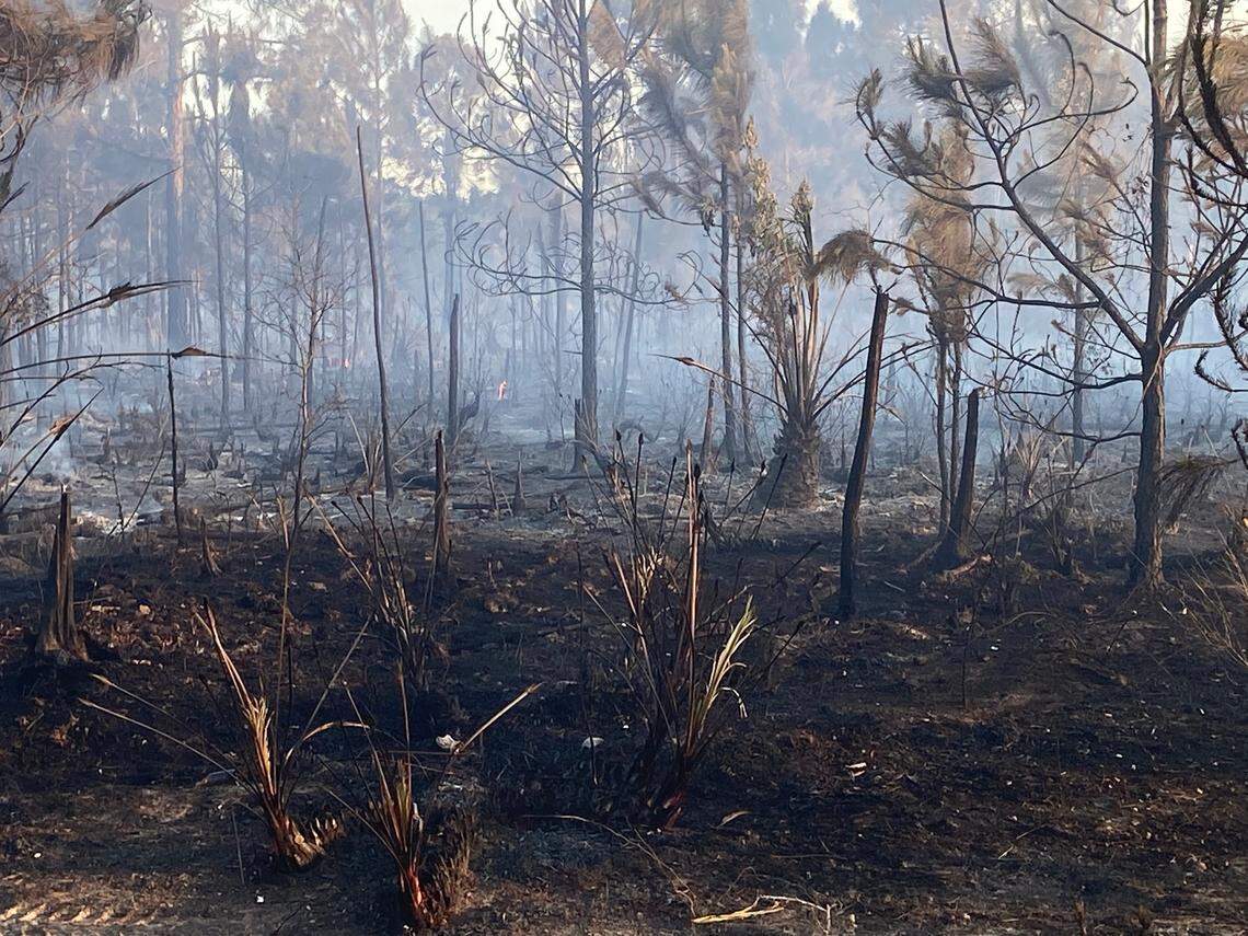 Charred tree stumps and sable palms stick remain underneath a sparse canopy of slash pine trees on a pine rockland preserve off SW 152nd Street in Palmetto Bay Wednesday, May 3, 2023.