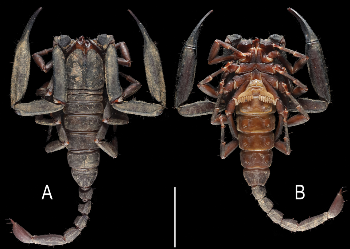 The “large” scorpion has enlarged pincers hanging from its body.