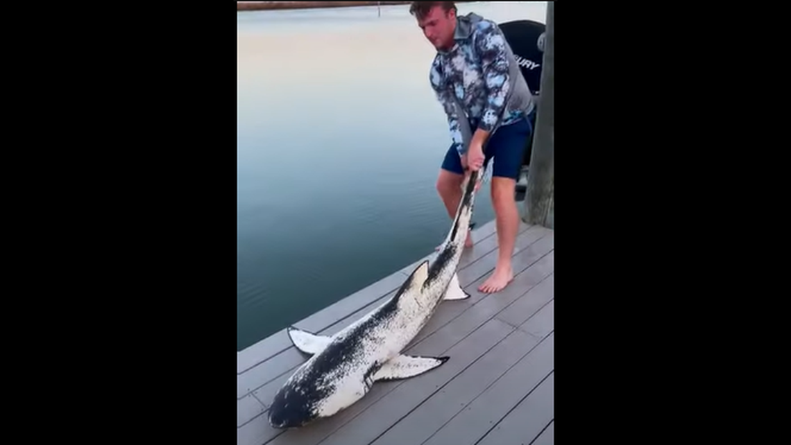 The lemon shark is seen whipping around in the video, in an attempt to bite the angler holding it.