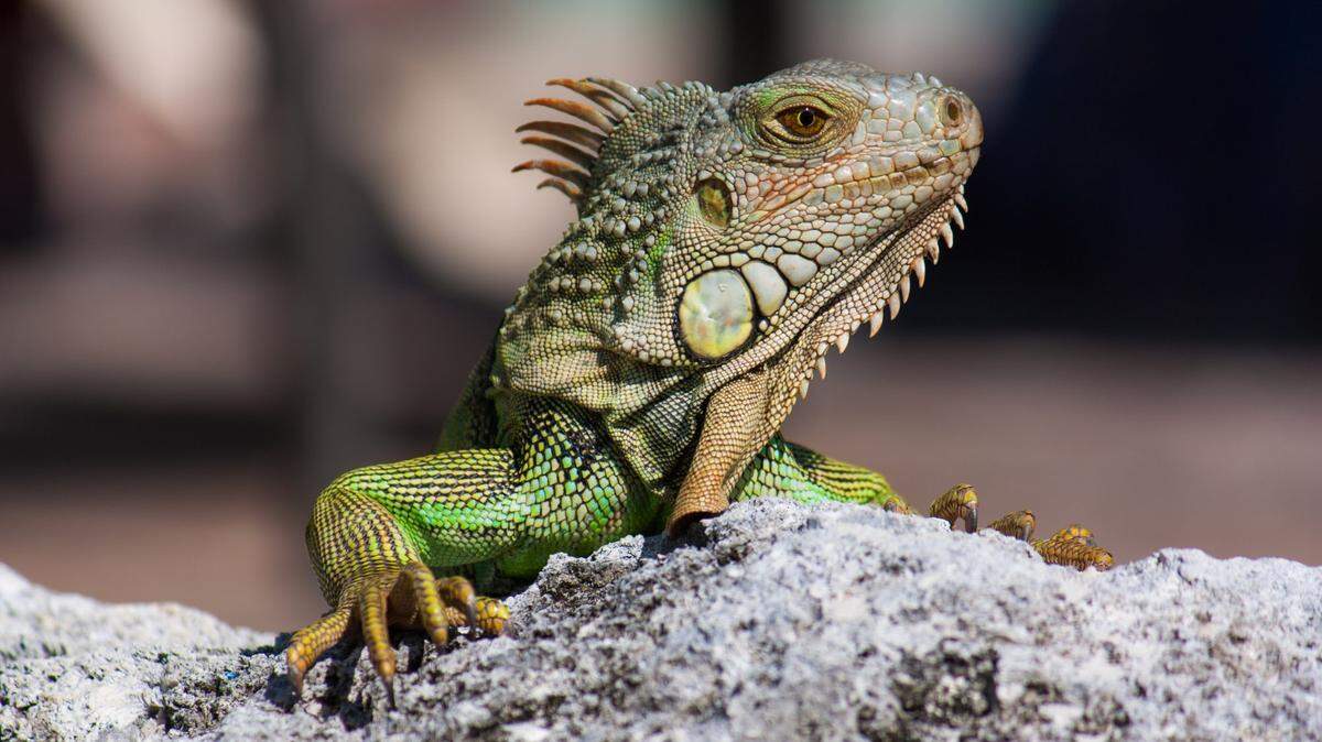 The Florida Fish and Wildlife Conservation Commission will consider a proposal to crack down on commercial trade in invasive and destructive non-native reptiles.