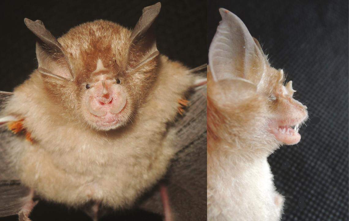 The sella of the bat is “spade-shaped” researchers said, and it the bat has a lower frequency call.