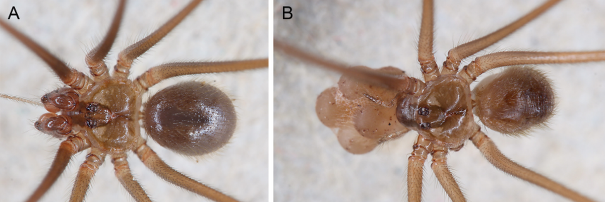 The new species carries fewer but larger eggs than other, similar species, researchers said.