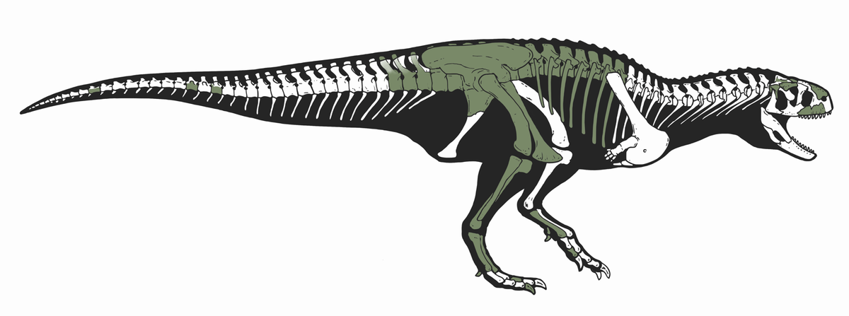 The new species has two strong back legs, a long tail and tiny, stubby arms that lay close to its chest.