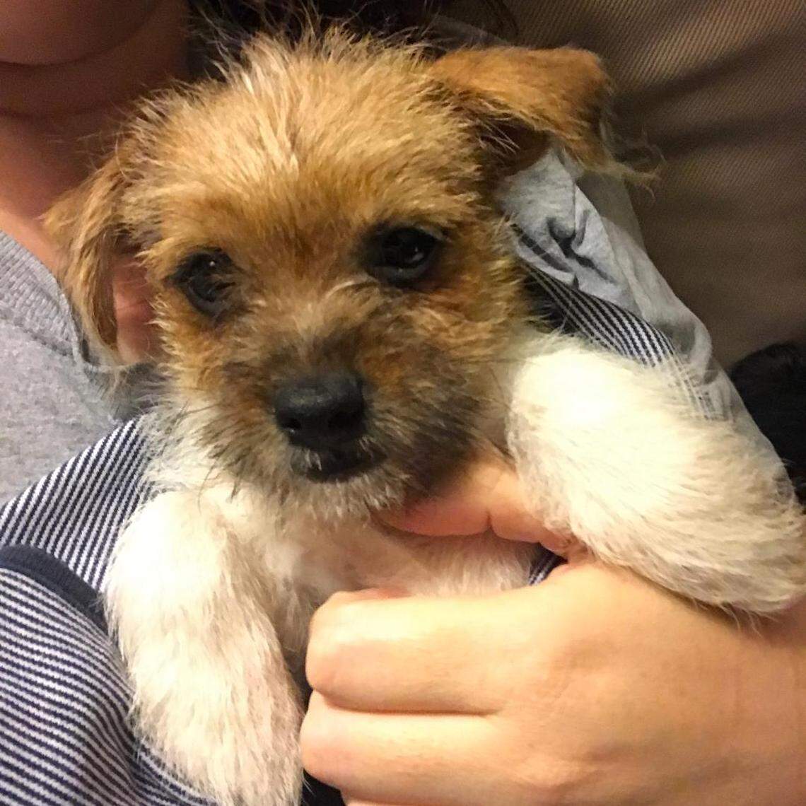 Gruff, a 2-month old Terrier mix, was the only puppy out of three to survive being left in a hot SUV last week in Orlando. The puppy, pictured July 8, 2019, is now recovering thanks to the Poodle and Pooch Rescue.