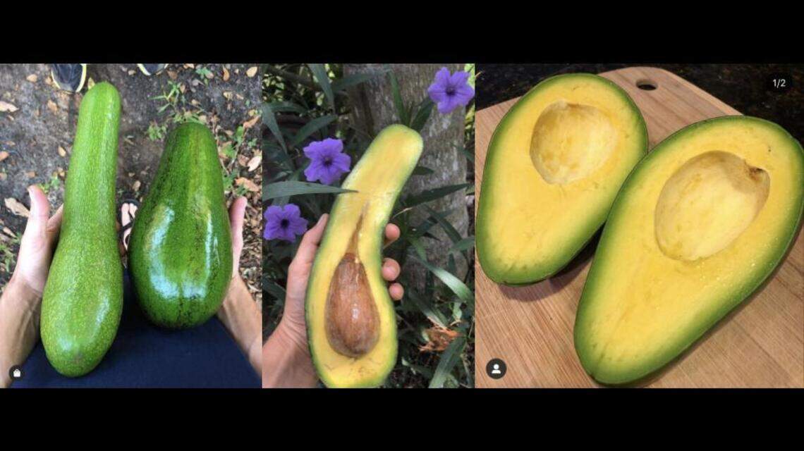 ‘Thick, creamy, savory and slightly sweet.’ This Miami company sells rare avocados