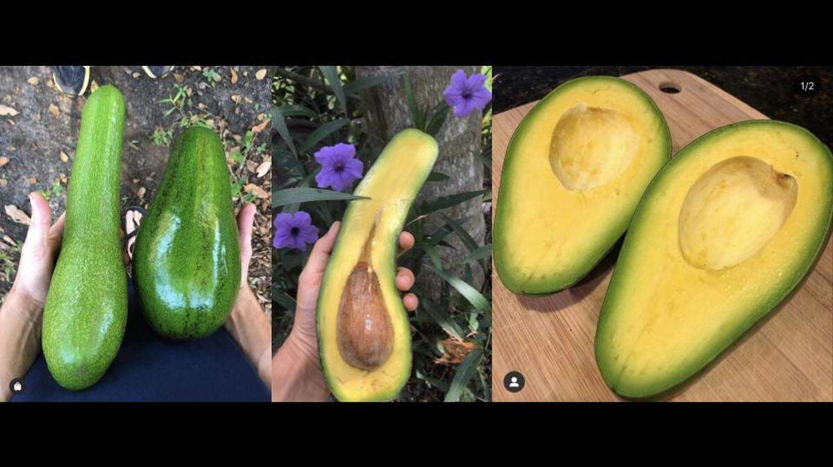 Miami Fruit has been around for years selling many types of fruit, one of which is garnishing a lot of social media attention. The South Florida-based fruit company sells over 50 varieties of avocados, one of which is called the “long neck avocado”.