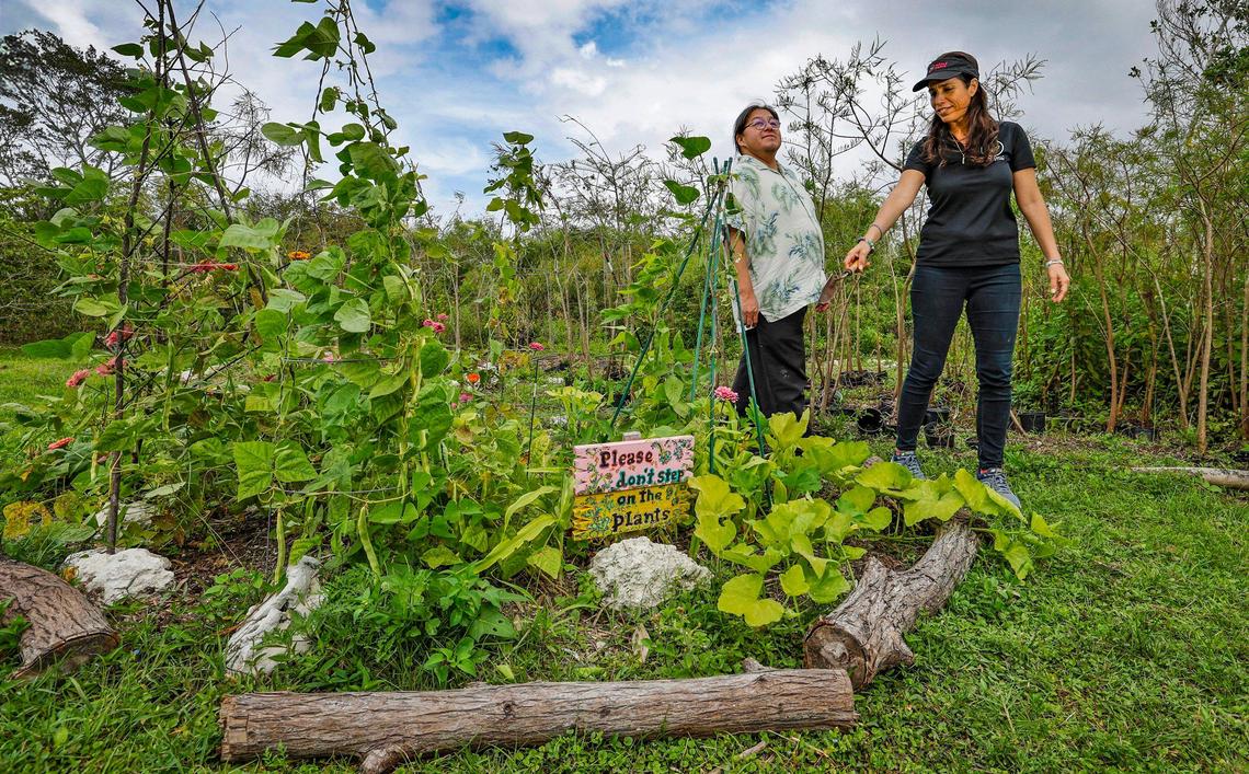 Rev. Houston Cypress, with Love the Everglades Movement, and Lanette Sobel, the founder of Fertile Earth Worm Farm, visit a Miccosukee Tribe garden on Tuesday, March 4, 2025. The garden will soon benefit from a grant that will bring municipal compost into the Everglades.