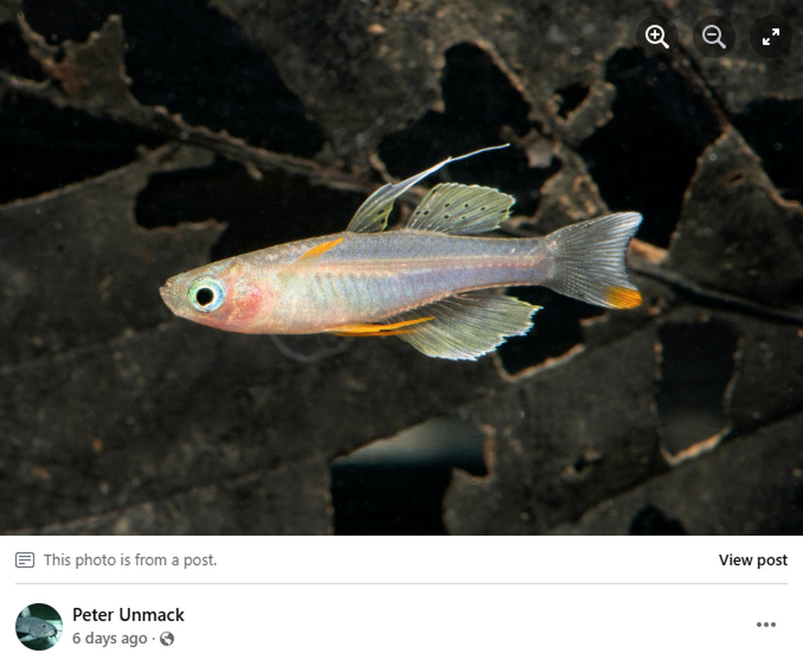 Paska’s Blue-eye was first discovered in 1983 and named after a fisheries technician who would go on to lead the Papua New Guinea Trade Union Congress, the company said.