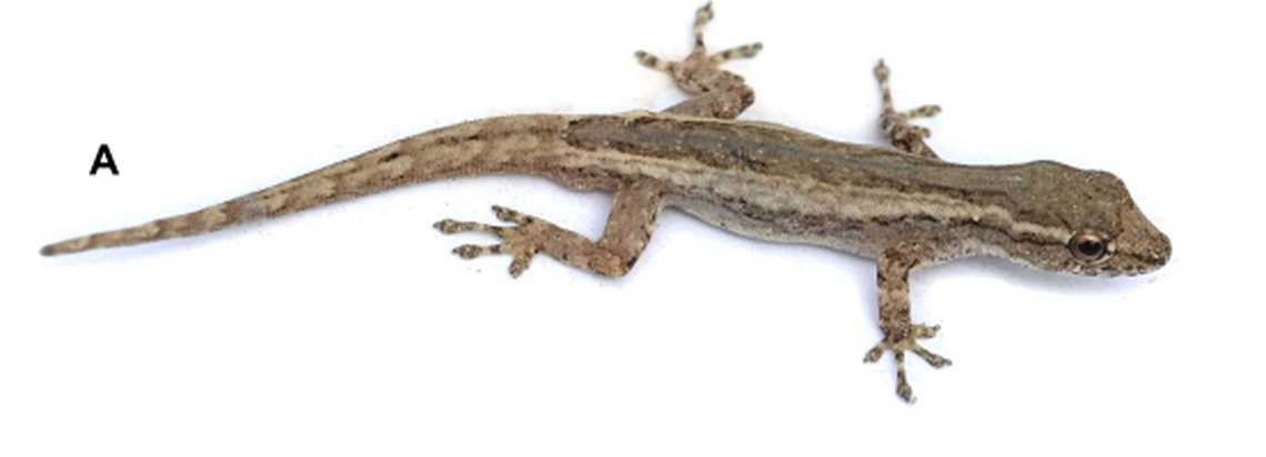 A new species of dwarf gecko was found at night in a national park in Madagascar.