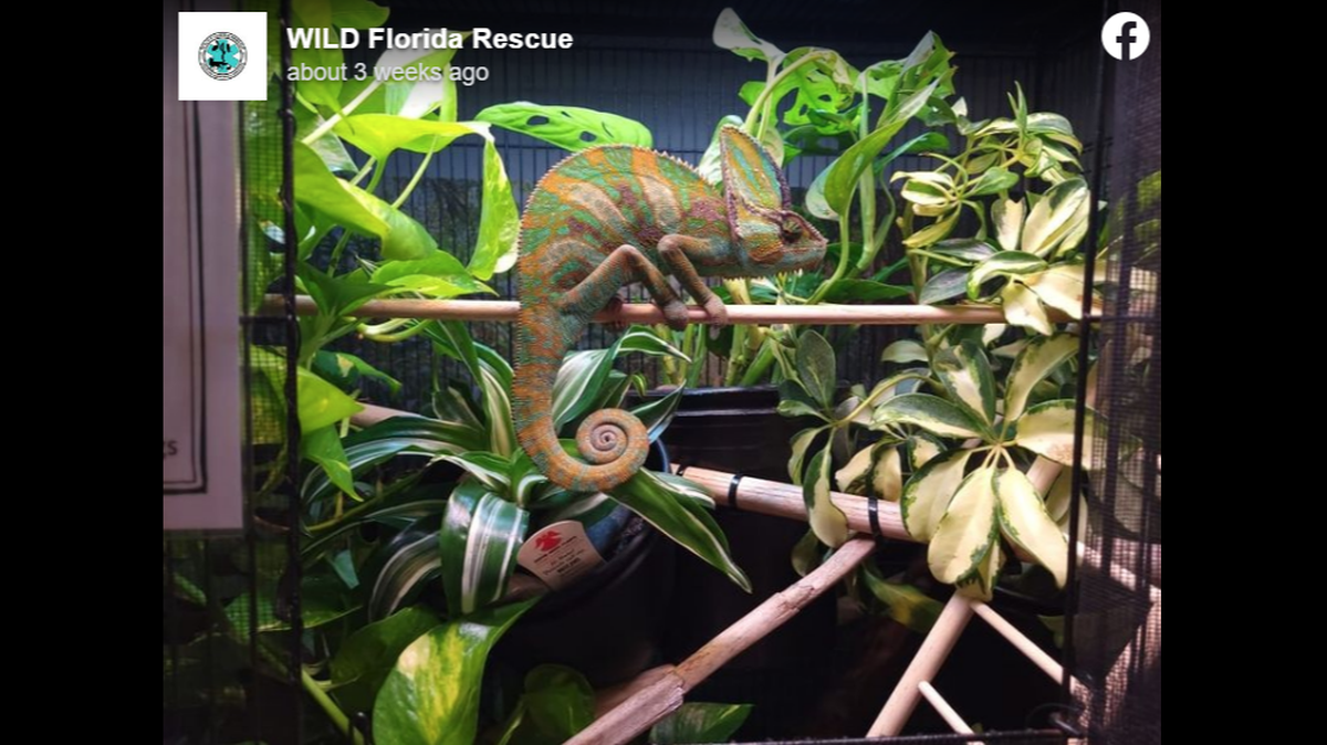Cornelius the chameleon went missing Aug. 24 from the Wild Florida Rescue office in Satellite Beach, Florida, the agency says.