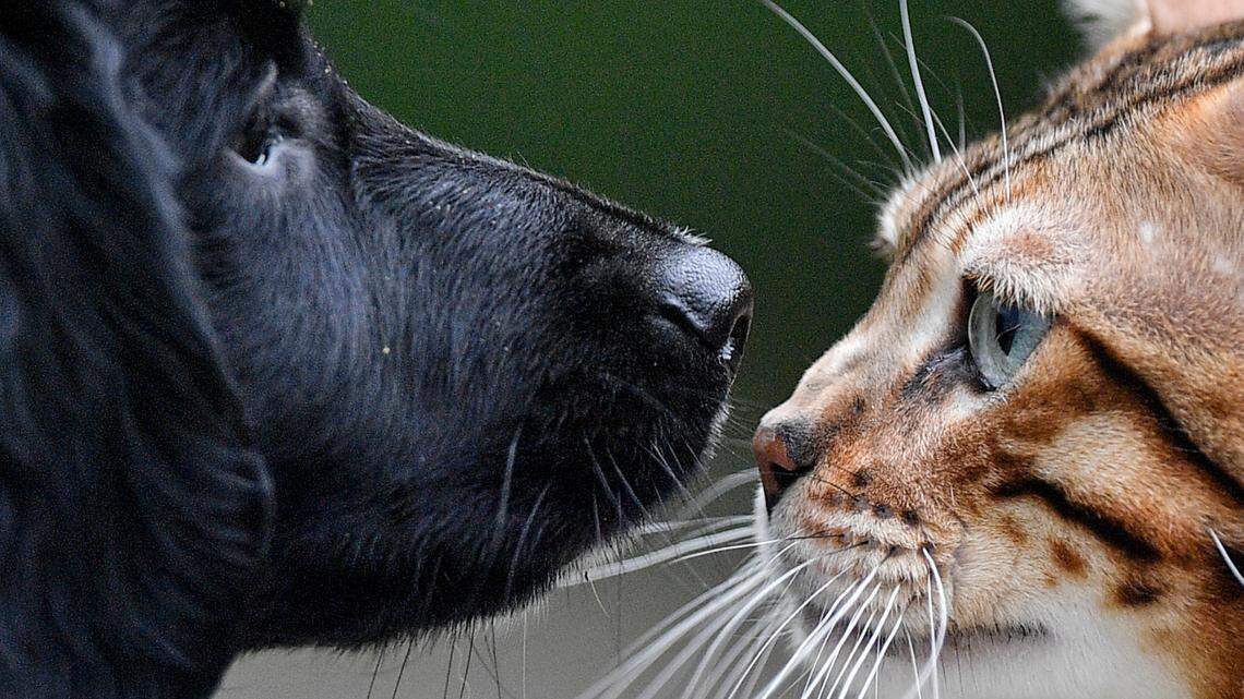 These household plants could cause kidney failure, seizures, and even death for cats and dogs. (AP Photo/Martin Meissner)