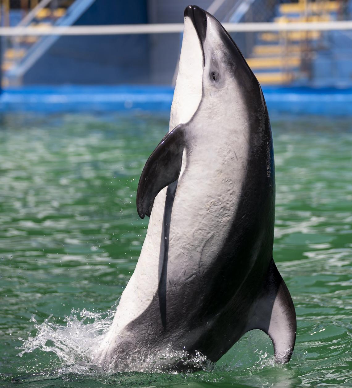 Li’i, a Pacific white-sided dolphin, performs a trick during a training session inside his stadium tank at the Miami Seaquarium on Saturday, July 8, 2023, in Miami, Fla.