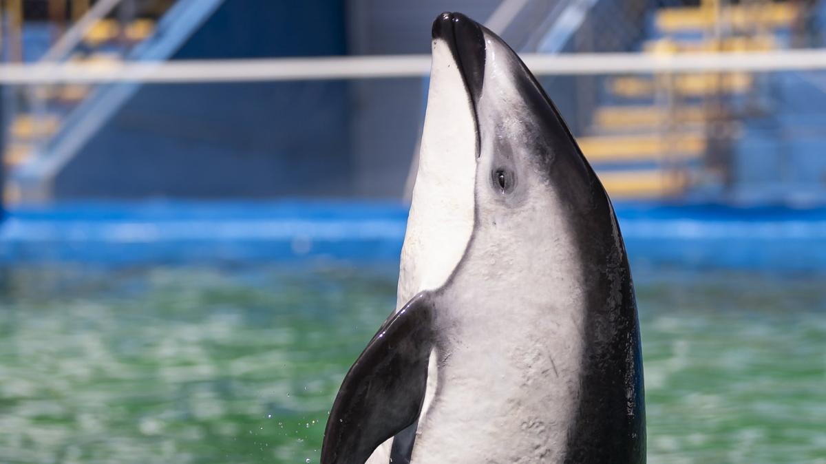 Li'i, un delfín de flancos blancos del Pacífico, realiza un truco durante una sesión de entrenamiento dentro del tanque de su estadio en el Miami Seaquarium, el sábado 8 de julio de 2023, en Miami, Florida.