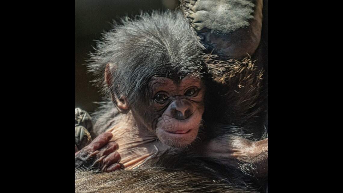 Rare chimp is born while ‘astonished’ zoo visitors watch. See the ‘precious’ baby