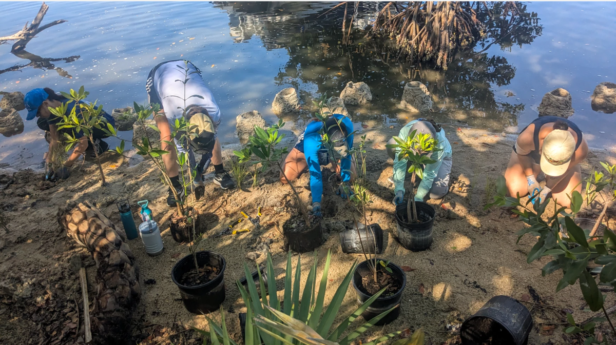 Conservationists plant mangroves and native marsh grass for a living shoreline along the Mosquito Lagoon on May 27, 2025. The habitat restoration work UCF’s Linda Walters has led for nearly 20 years is driven by community partnerships, she said; on this day, the team included people from the Marine Discovery Center, the Indian River Lagoon National Estuary Program and the Coastal Conservation Association.