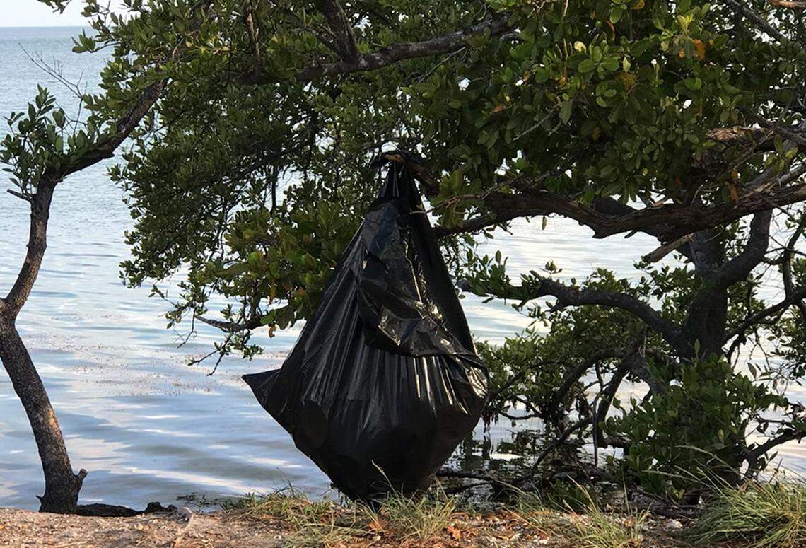 A trash bag hangs from a mangrove branch at Indian Key Fill in Islamorada on Memorial Day, May 27, 2019.