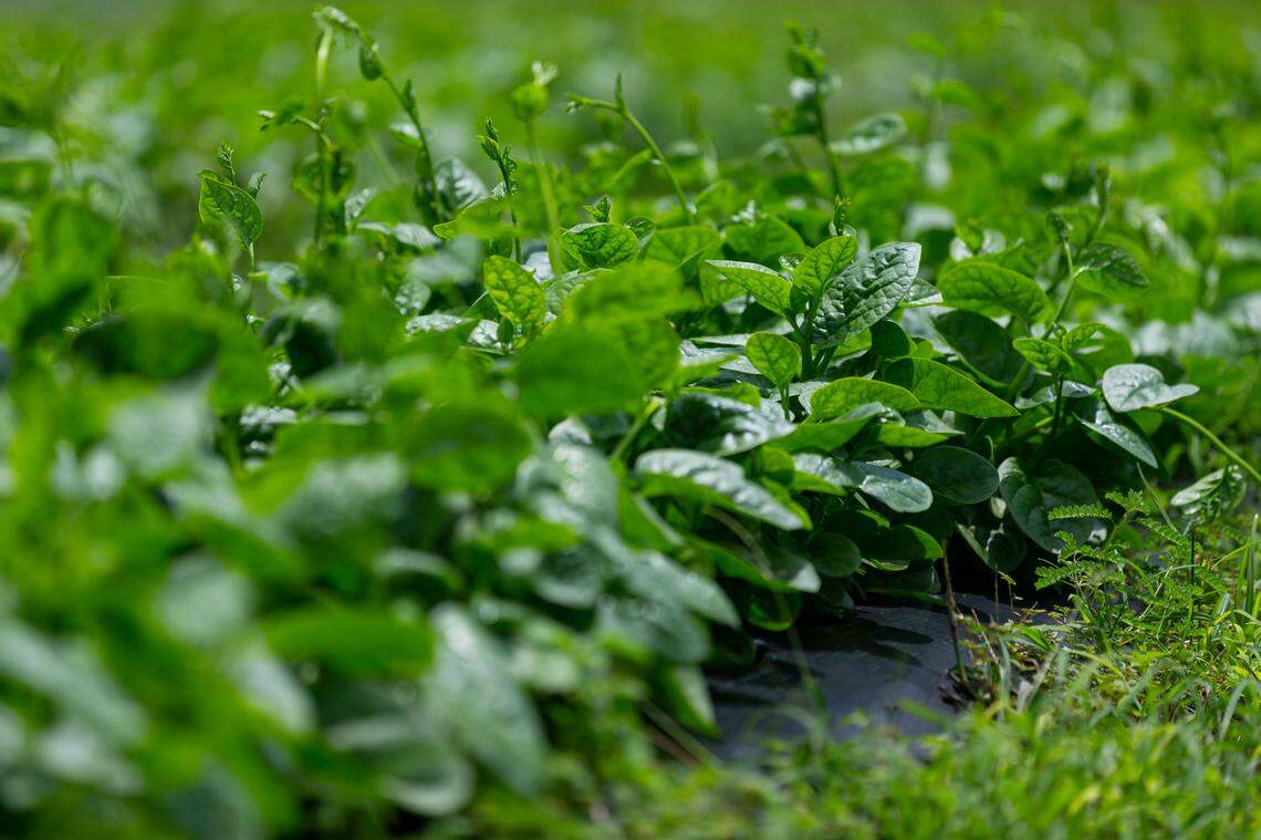 Una plantación de espinaca en una granja de Homestead, Florida, el 27 de mayo de 2020. La granja es de Juventino Custodio, de 53 años, quien se vio obligado a dejar que la cosecha se pudriera en los campos tras las pandemia del coronavirus, que trastocó completamente la cadena de suministro.
