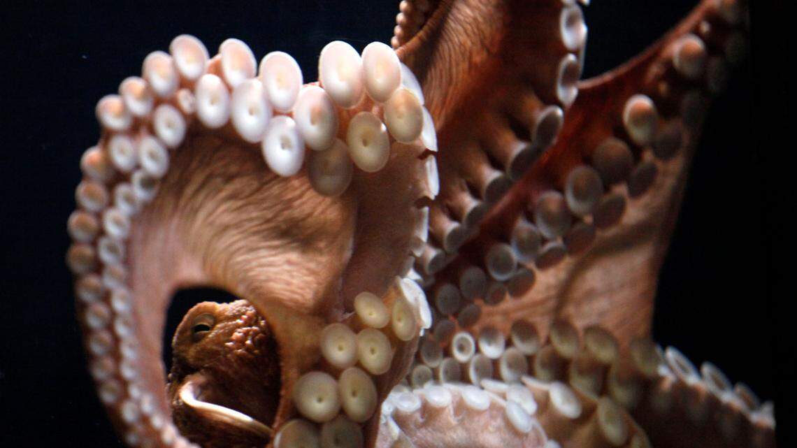 A study in the journal Current Biology found that when given the drug ecstasy — also referred to as MDMA or molly — octopuses become less antisocial and start to act in strange ways like doing “water ballet.”