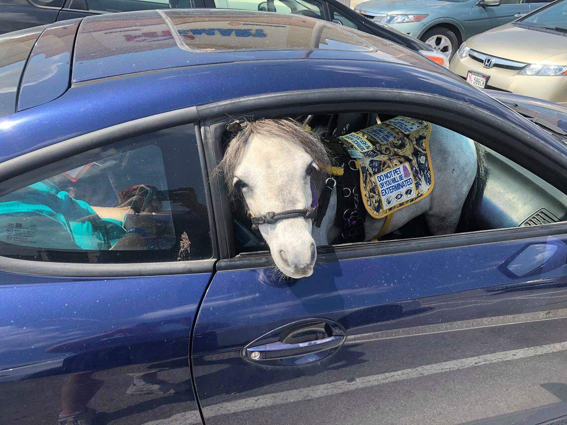 This is how Flirty gets around. Her handler removed the passenger seat from her coupe.