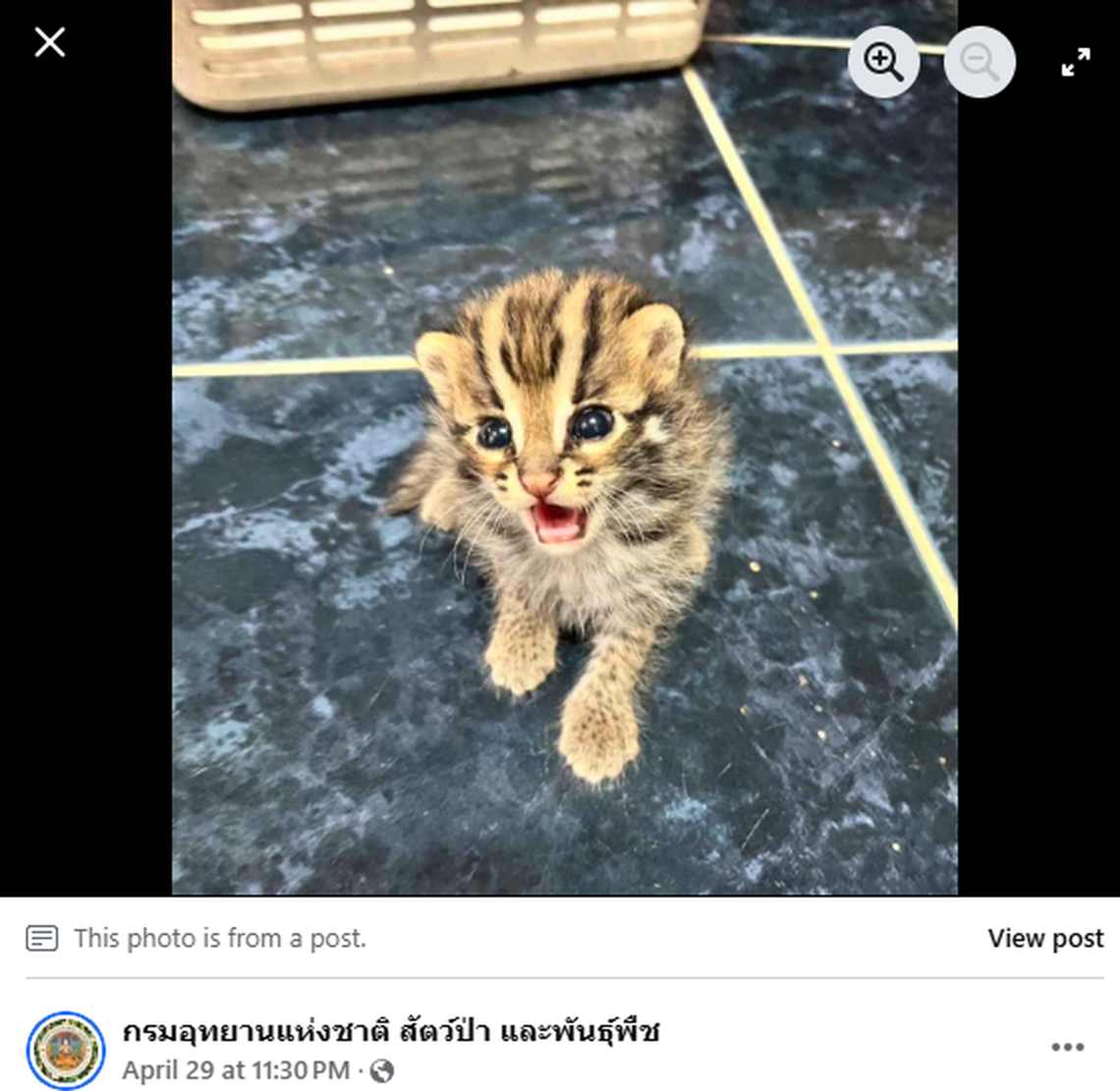 Grown leopard cats are about the size of a house cat with longer legs.