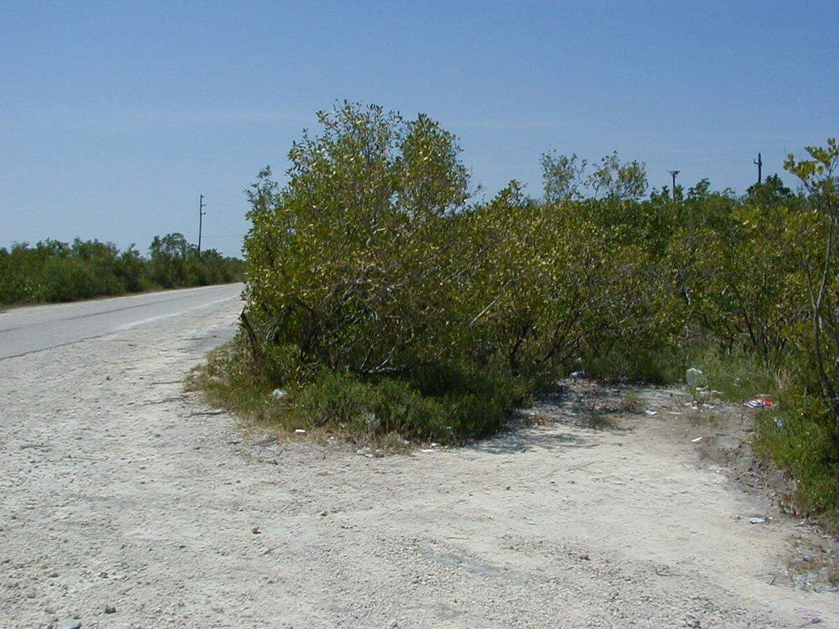 FILE - Miami Herald employee Janet Acosta was found strangled in a secluded mangrove clearing off Blimp Road in Cudjoe Key near Key West.