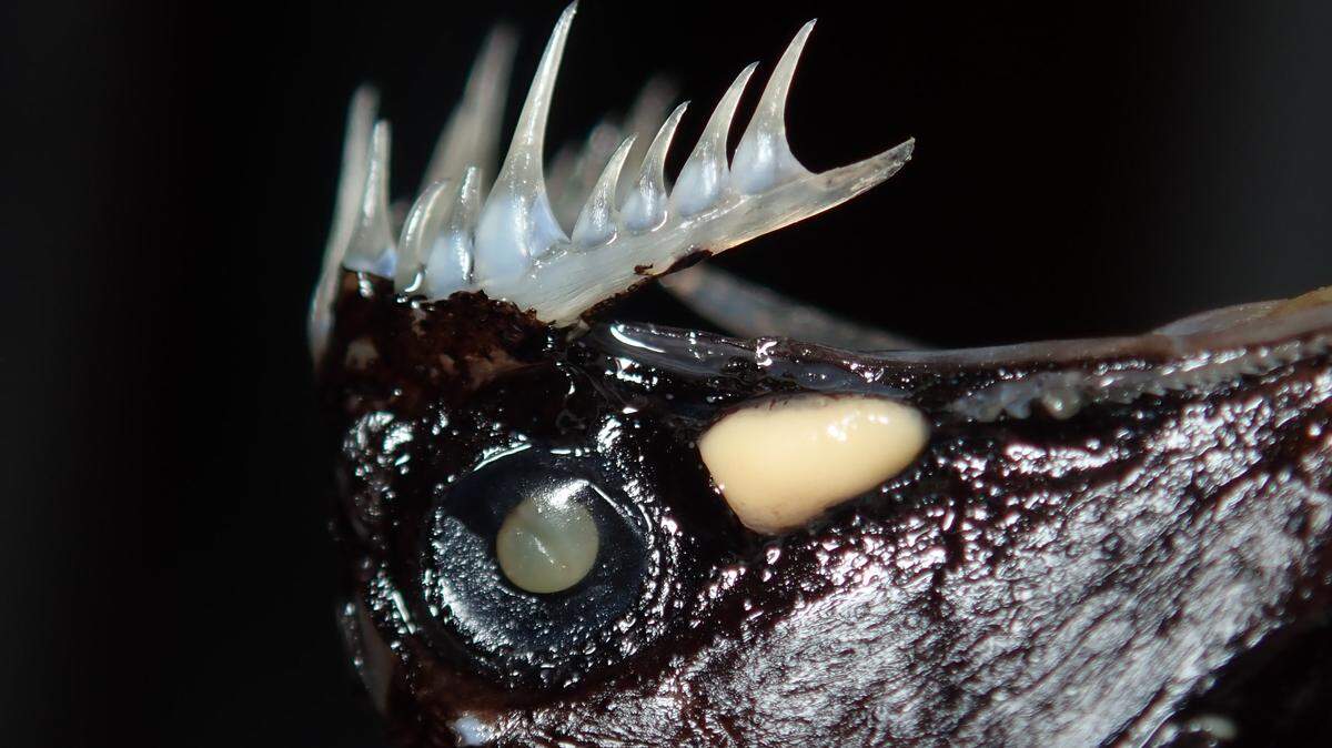 Un primer plano de los dientes del pez dragón con cuernos. Foto de Luciano Gomes Fischer