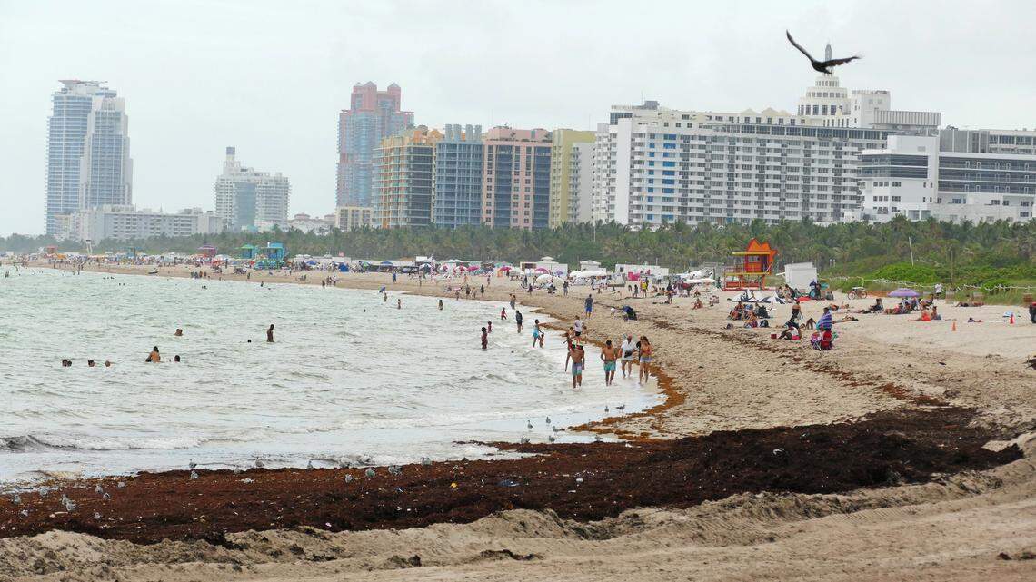 Miami-Dade is ramping up efforts to tackle the inundation of sargassum on local beaches. Sargassum often collects trash, pesky critters and emits a strong odor. A long line of the seaweed could be seen on the beach and in the water near the 29th Street entrance of Miami Beach, Wednesday, June 19, 2019.