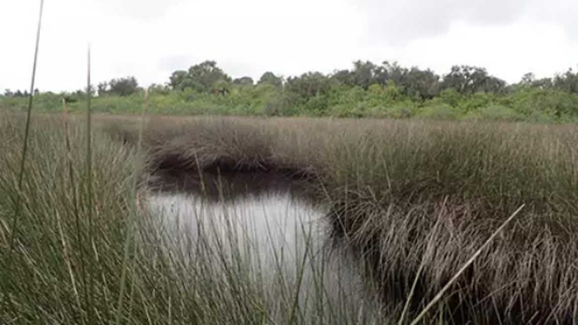 A driver trying to outrun deputies got lost on Florida back roads, resulting in bizarre capture in a marsh, the Putnam County Sheriff’s Office says.