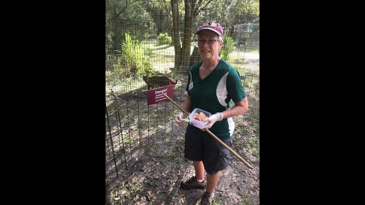 Candy Couser was bitten early Thursday while feeding Kimba at Big Cat Rescue. She has volunteered with the sanctuary for five years and has worked with lions, tigers and the sanctuary’s other large cats for almost three years as a “Green Level Keeper.”