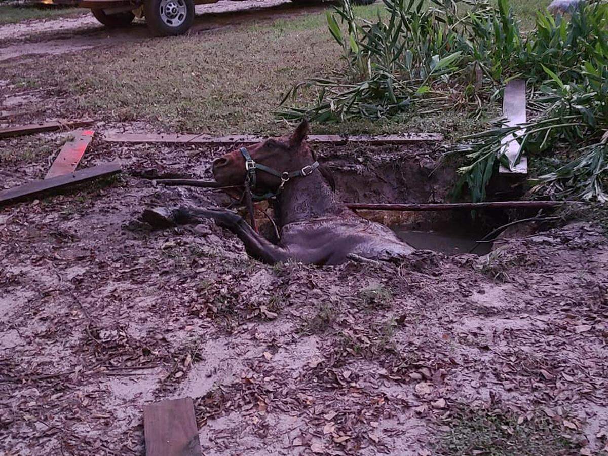 Marion County Fire Rescue found Buddy Bear, a horse that had fallen into a septic tank in north central Florida, submerged and exhausted on Oct. 30, 2020.