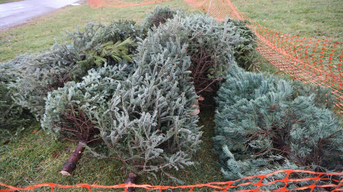Christmas trees can be “treecycled” and converted into mulch, bird and fish habitats or barriers to beach and soil erosion.