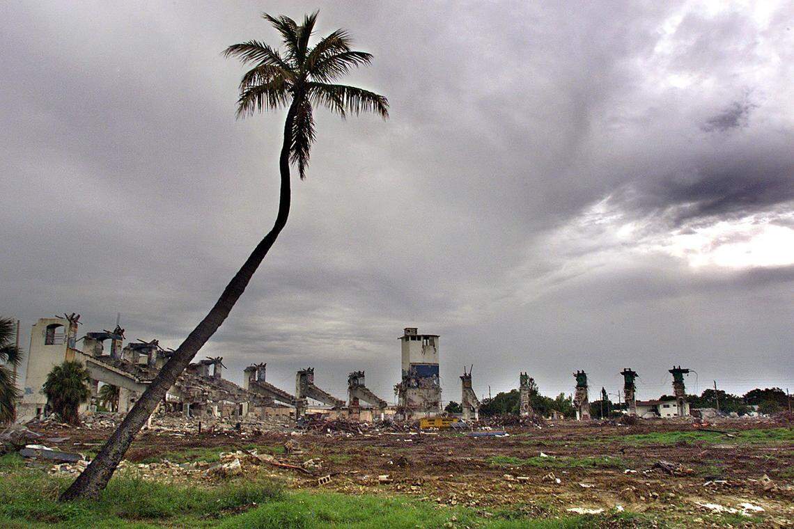 This lone palm has stood sentinel over the right-field wall for decades and still stands as the last remnants of Bobby Maduro-Miami Baseball Stadium is leveled to make room for affordable housing.