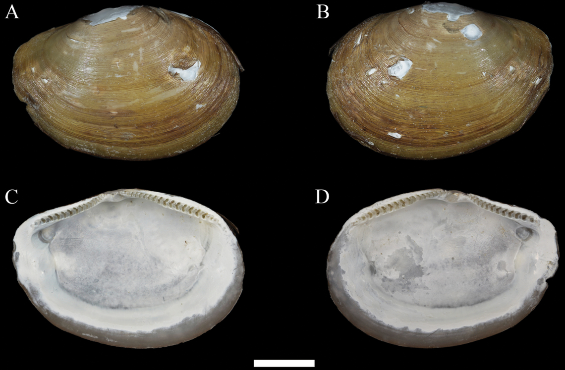 The new species has an “opaque” and “fragile” shell despite living in the depths of the ocean.