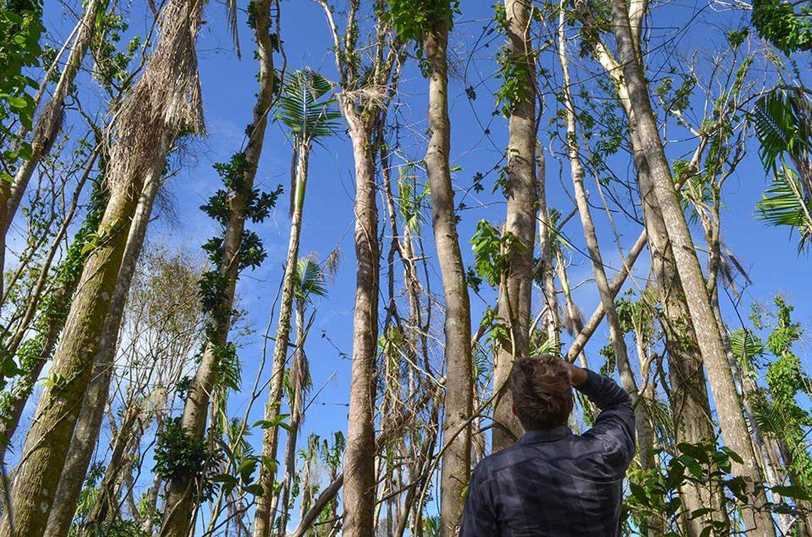 Columbia University researcher Andrew Quebbeman counts damaged trees at El Toro in Puerto Rico. Photo courtesy Columbia University Earth Institute.