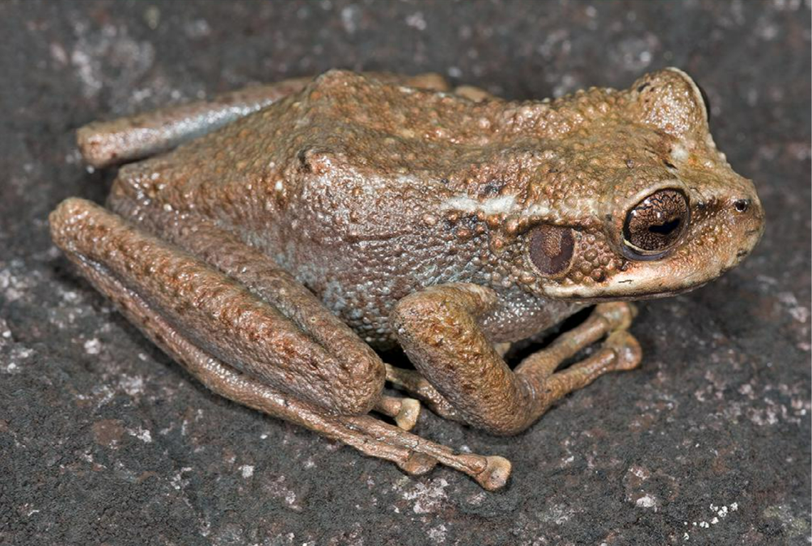 A Stefania lathropae frog with a darker brown color.
