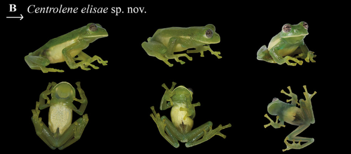 C. elisae has a stand-out two-tone call, different from other known glass frogs, researchers said.