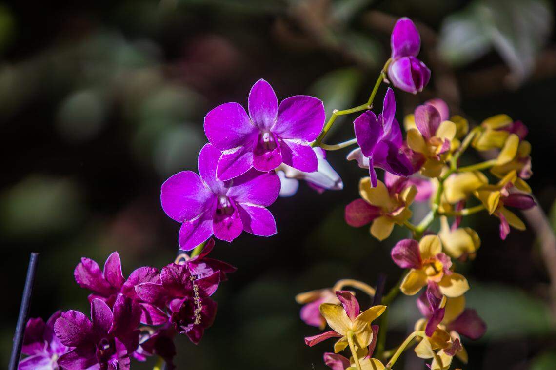 Orchids at Fairchild Tropical Botanic Garden.