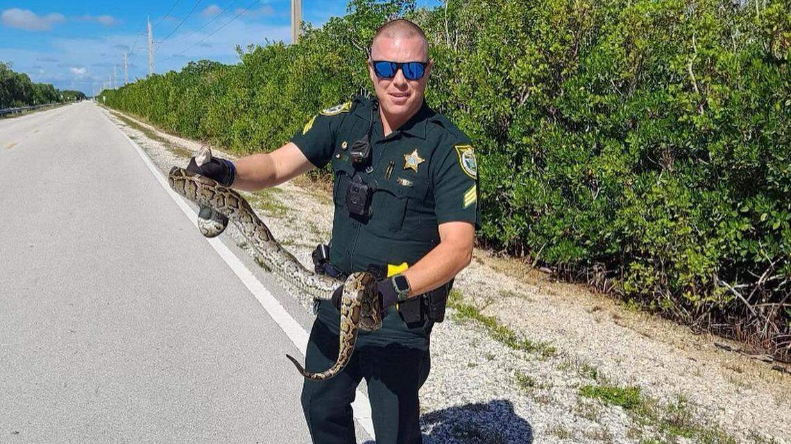 Monroe County Sheriff’s Office Sgt. James Hager holds an 8-foot-long Burmese python he found along U.S. 1 in Key Largo.