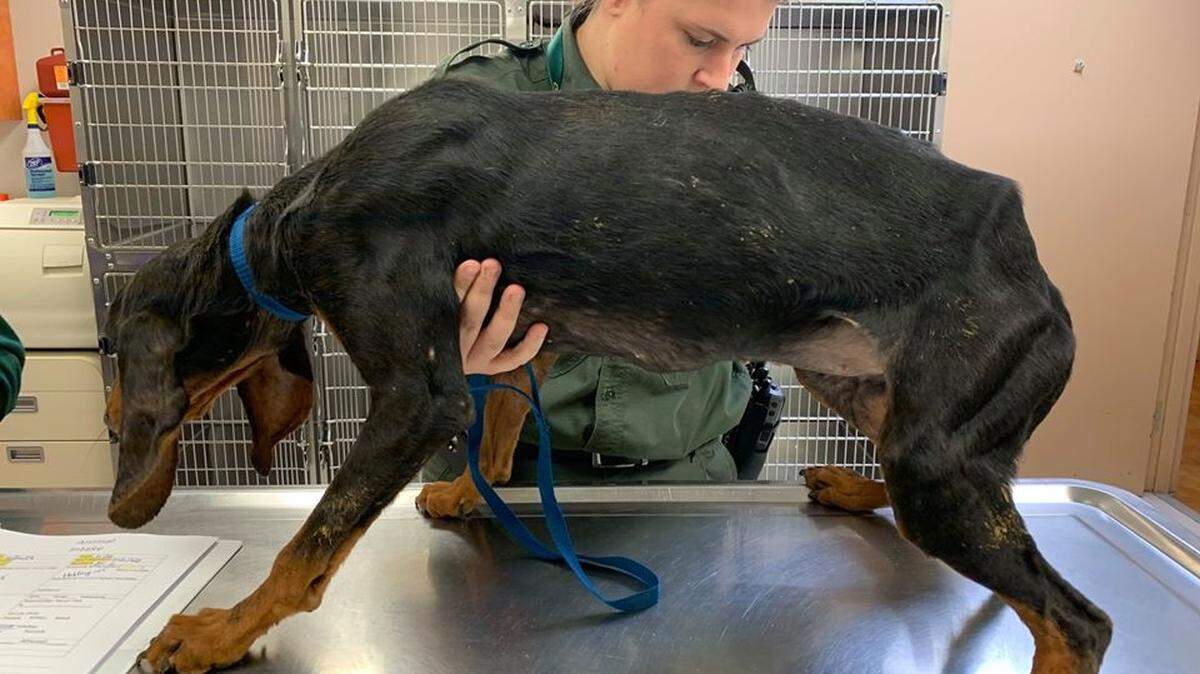 A dog was found severely malnourished in Walton County on Nov. 26, 2019. Its owner has been arrested.