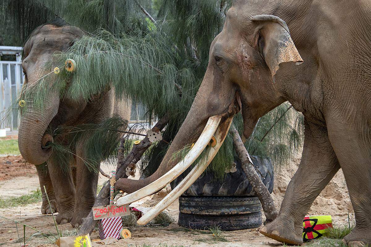 Zoo Miami adult Asian elephants Dalip and Nellie eat their holiday tree that was decorated with cantaloupes and apples.