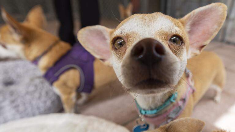 Photo Gallery: Cats and dogs ready for adoption at Abandoned Pet Rescue | April 1, 2026